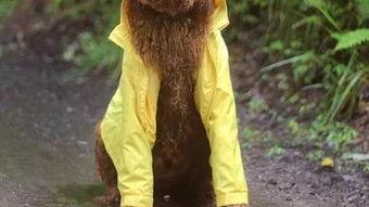 狗化成人怎么画的视频,从四足到两足的奇妙蜕变