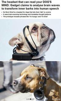 狗化成人怎么画的视频,从四足到两足的奇妙蜕变