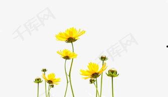 成人野花短视频下载,成人野花短视频下载精选集