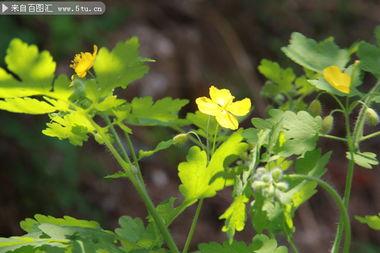 成人野花短视频下载,成人野花短视频下载精选集