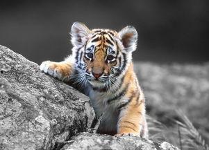 新年刺绣老虎成人教程视频,轻松掌握传统技艺，打造家居艺术佳品