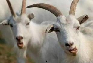 羊变成人救人视频大全,感人视频大盘点