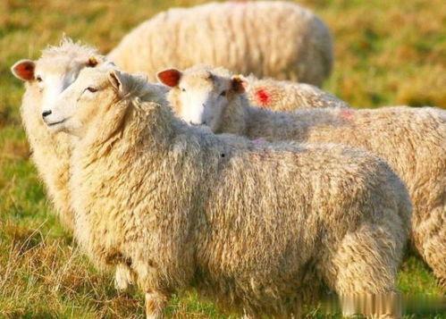 羊变成人救人视频大全,感人视频大盘点