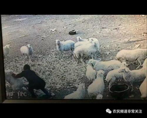 羊变成人救人视频大全,感人视频大盘点