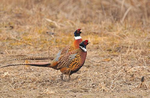 成人野鸡视频,暗流涌动的网络世界