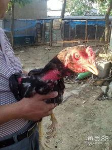 成人野鸡视频,暗流涌动的网络世界