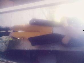 成人邪恶交配视频